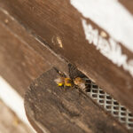 Beekeeping-12