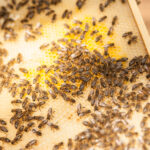 Beekeeping-2