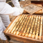 Beekeeping-20