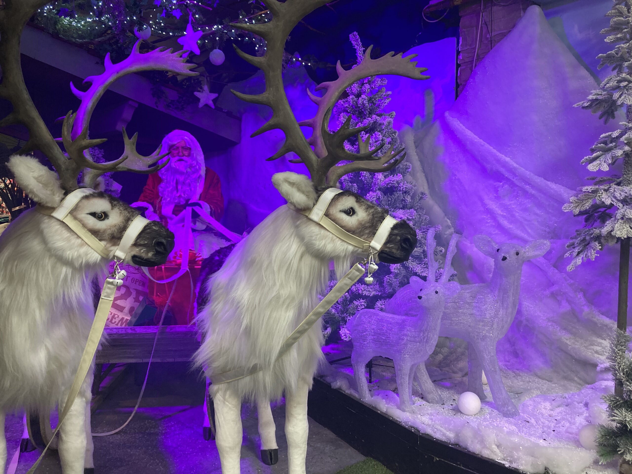 Walkers Nurseries Santa 2